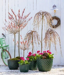 Stängelprimel, Verschiedene Farben 19 Stängelprimel, Verschiedene Farben -Eleganter Garten 7464738 8816498 6705461 WE MO 001 KaetzchenweideStaengelprimelTopfElite