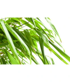 Schirmbambus 'Formidable' 5 Schirmbambus 'Formidable' -Eleganter Garten 7471840 PR DE 001 FargesiaRufaSchirmbambus5LDehnerExpressHerzig