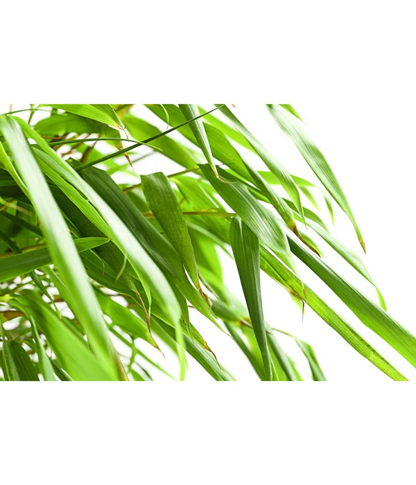 Schirmbambus 'Formidable' 4 Schirmbambus 'Formidable' – Bild 2