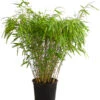 Schirmbambus 'Formidable' -Eleganter Garten 7471840 WE FS 001 FargesiaRufaSchirmbambus5L