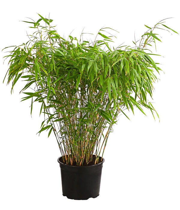 Schirmbambus 'Formidable' 3 Schirmbambus 'Formidable'