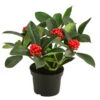 Japanische Frucht-Skimmie 'Temptation' -Eleganter Garten 7472459 WE FS 001 FruchtskimmieSkimmiaTemptationT13