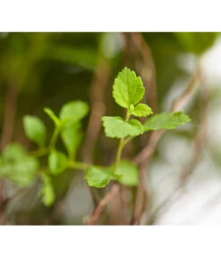 Zwergspiere 'Little Princess' 9 Zwergspiere 'Little Princess' -Eleganter Garten 7482987 WE DE 001 SpierstrauchSpiraeaJaponicaLittlePrincessDehnerExpressZS