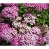 Zwergspiere 'Little Princess' -Eleganter Garten 7482987 WE DE 001 SpiraeaLittlePrincessSpierstrauch