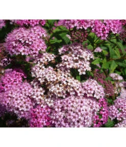 Zwergspiere 'Little Princess'