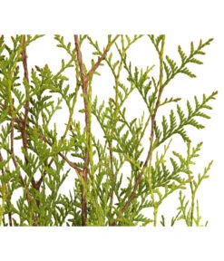 7 Meter Lebensbaum 'Brabant', 14 X Ca. 125-150 Cm 7 7 Meter Lebensbaum 'Brabant', 14 X Ca. 125-150 Cm -Eleganter Garten 7511009 WE DE 001 LebensbaumThujaOccidentalisBrabant3L 1