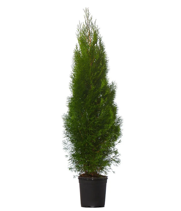 16 Meter Lebensbaum 'Smaragd', 40 X Ca. 125-150 Cm 4 16 Meter Lebensbaum 'Smaragd', 40 X Ca. 125-150 Cm – Bild 2