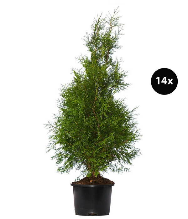7 Meter Lebensbaum 'Brabant', 14 X Ca. 125-150 Cm 3 7 Meter Lebensbaum 'Brabant', 14 X Ca. 125-150 Cm