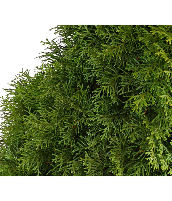 16 Meter Lebensbaum 'Smaragd', 40 X Ca. 125-150 Cm 7 16 Meter Lebensbaum 'Smaragd', 40 X Ca. 125-150 Cm – Bild 5