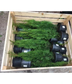 18 Meter Lebensbaum 'Smaragd', 60 X Ca. 60-80 Cm -Eleganter Garten 7516685 PR DE 001 ThujaPalette5L