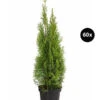 18 Meter Lebensbaum 'Smaragd', 60 X Ca. 60-80 Cm -Eleganter Garten 7516685 WE FS 003 LebensbaumThujsaOccidentalisSmaragd60x