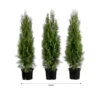 1 Meter Lebensbaum 'Smaragd', 3 X Ca. 80-100 Cm 1 1 Meter Lebensbaum 'Smaragd', 3 X Ca. 80-100 Cm -Eleganter Garten 7517634 WE FS 002 ThujaSmaragd1