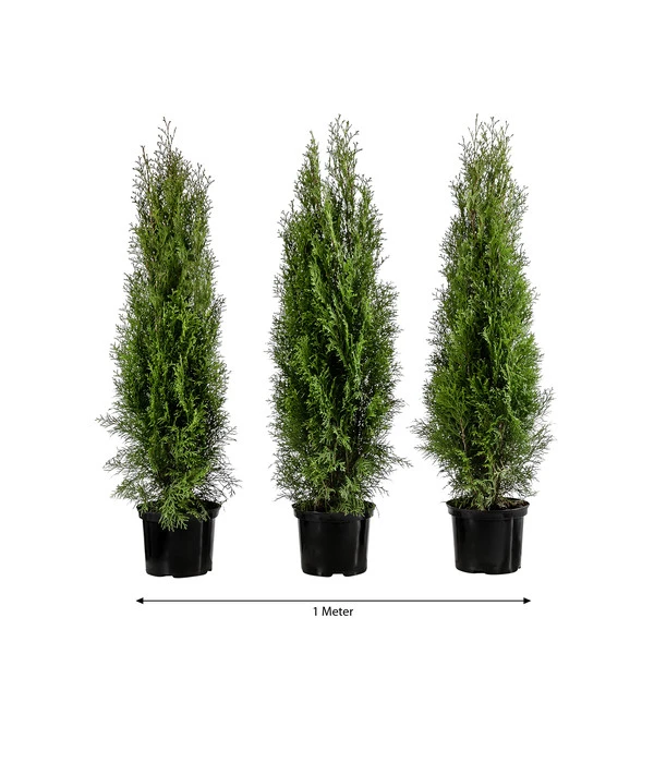 1 Meter Lebensbaum 'Smaragd', 3 X Ca. 80-100 Cm 3 1 Meter Lebensbaum 'Smaragd', 3 X Ca. 80-100 Cm