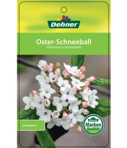 Wintergrüner Schneeball 'Burkwoodii' 8 Wintergrüner Schneeball 'Burkwoodii' -Eleganter Garten 7533391 OsterSchneeball Etikett 1