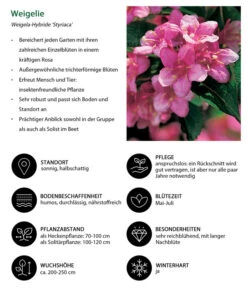 Weigelie 'Styriaca' -Eleganter Garten 7542418 WE IG 001 Weigelie