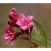 Weigelie 'Styriaca' -Eleganter Garten 7542491 WE DE 001 WeigelieStyriacaPixabayK2