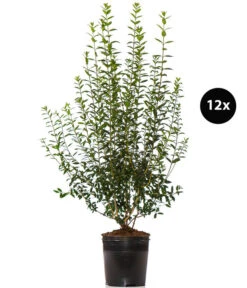 6 Meter Gemeiner Liguster, 12 X Ca. 150-175 Cm