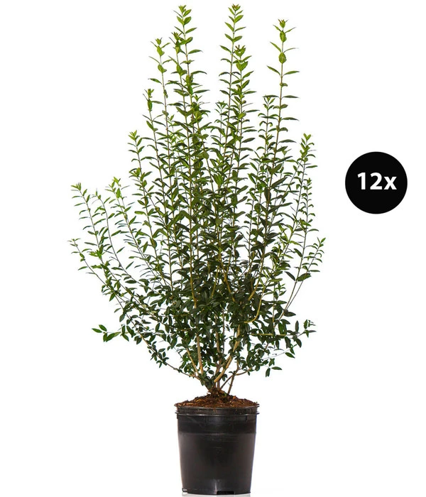 6 Meter Gemeiner Liguster, 12 X Ca. 150-175 Cm 3 6 Meter Gemeiner Liguster, 12 X Ca. 150-175 Cm