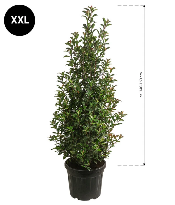 XXL Purpur-Glanzmispel 'Glanzkopf', Ca. 140-160 Cm 4 XXL Purpur-Glanzmispel 'Glanzkopf', Ca. 140-160 Cm – Bild 2