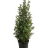 XXL Purpur-Glanzmispel 'Glanzkopf', Ca. 140-160 Cm -Eleganter Garten 7550742 WE FS 001 PurpurGlanzmispelGlanzkopfKegel