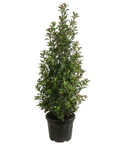 XXL Purpur-Glanzmispel 'Glanzkopf', Ca. 140-160 Cm