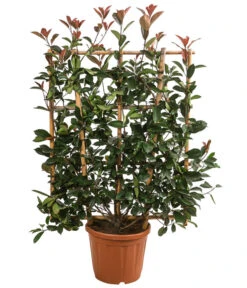 Purpur-Glanzmispel 'Red Robin', Ca. 120-140 Cm