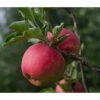 Bio Herbstapfel 'Topaz' 2 Bio Herbstapfel 'Topaz' -Eleganter Garten 7613128 WE DE 002 BioHerbstapfelTopaz
