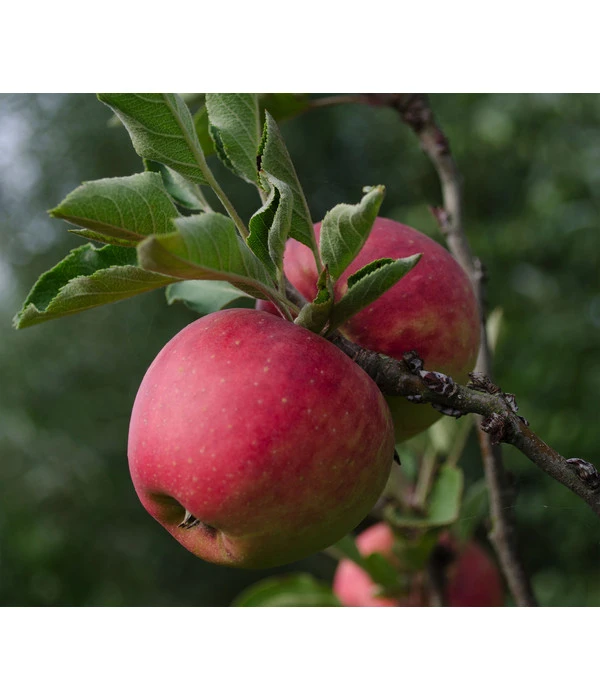 Bio Herbstapfel 'Topaz' 3 Bio Herbstapfel 'Topaz'