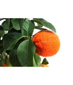 Rangpur-Limette 'Lima Rossa' -Eleganter Garten 7622616 WE DE 001 CitrusLimaRossaSuesseLimette