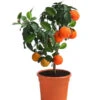 Rangpur-Limette 'Lima Rossa' -Eleganter Garten 7622616 WE FS 002 CitrusLimaRossaSuesseLimette