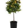 Kumquat -Eleganter Garten 7622707 WE FS 003 CitrusKumquatDehnerExpressHerzig