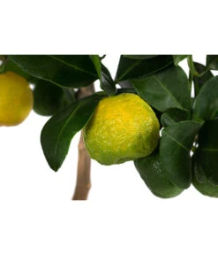 Römische Limette 'Pursha' 5 Römische Limette 'Pursha' -Eleganter Garten 7622780 WE DE 003 CitrusLimettePursha