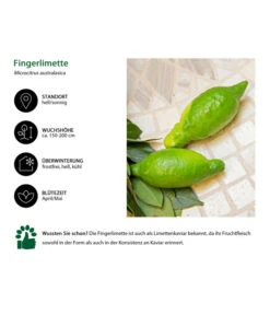 Dehner Gourmet Garten Fingerlimette -Eleganter Garten 7622830 WE IG 002 FingerlimetteLimettenkaviar