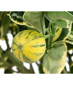 Weißbunte Orange 'Variegata' -Eleganter Garten 7623093 WE DE 001 CitrusWeissbunteOrangeVariegataT20