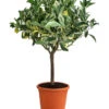 Weißbunte Orange 'Variegata' -Eleganter Garten 7623093 WE FS 001 CitrusWeissbunteOrangeVariegataT20