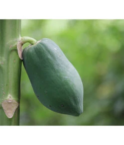 Papaya 7 Papaya -Eleganter Garten 7641301 WE DE 001 CaricaPapaya
