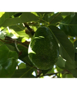 Avocado -Eleganter Garten 7641343 WE DE 001 PerseaAvocado