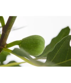 Echte Feige 'Dalmatie' -Eleganter Garten 7642994 PR DE 001 FeigeDalmatieFicusCarica7 5LDehnerExpressZS