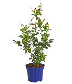 Heidelbeere 'Bonus' -Eleganter Garten 7665250 WE FS 002 HeidelbeereBonus3L