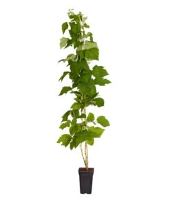 Dehner Gourmet Garten Himbeere 'Homecane®' -Eleganter Garten 7666662 PR FS 002 Himbeere HomeCaneDehnerExpressZS