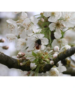 Süßkirsche 'Merchant' 8 Süßkirsche 'Merchant' -Eleganter Garten 7710205 PR DE 002 PrunusSuesskirscheMerchantPixabay