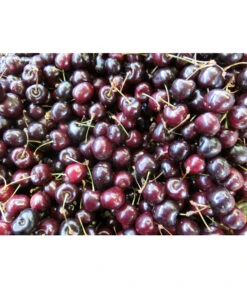 Süßkirsche 'Merchant' 9 Süßkirsche 'Merchant' -Eleganter Garten 7710205 WE MO 002 KirscheMerchantPixabay