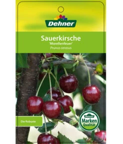 Sauerkirsche 'Morellenfeuer' 10 Sauerkirsche 'Morellenfeuer' -Eleganter Garten 7714728 SauerkirscheMorellenfeuer Etikett 1
