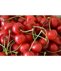 Sauerkirsche 'Morellenfeuer' 9 Sauerkirsche 'Morellenfeuer' -Eleganter Garten 7714728 WE MO 001 SauerkirscheMorellenfeuerPixabay