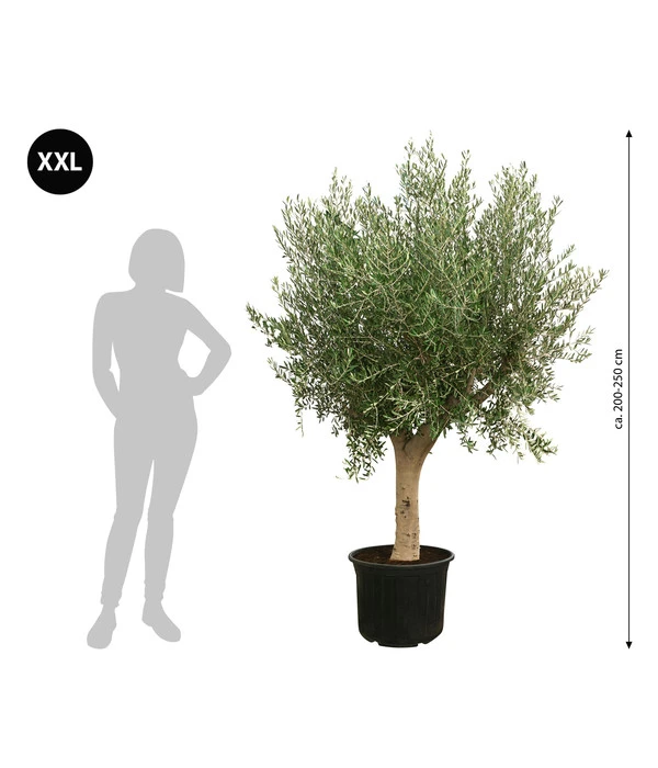 XXL Olivenbaum, Ca. 200-250 Cm 4 XXL Olivenbaum, Ca. 200-250 Cm – Bild 2