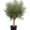 XXL Olivenbaum, Ca. 200-250 Cm -Eleganter Garten 7724701 WE FS 001 XXLOlivenbaum200 250cm