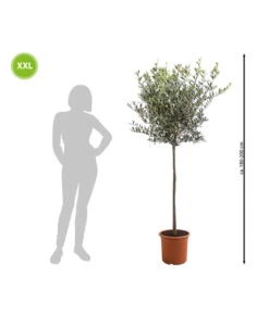 XXL Olivenstamm 'Leccino', Ca. 180-200 Cm -Eleganter Garten 7724792 WE BG 002 XXLOlivenstammLeccino180200cm