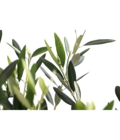 XXL Olivenstamm 'Leccino', Ca. 180-200 Cm -Eleganter Garten 7724792 WE DE 001 OleaEuropaeaLeccinoOlive