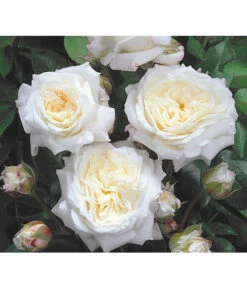 Edelrosen-Mix 'Nostalgie®' -Eleganter Garten 7800063 BildD 001 EdelrosenNostalgieMixNostalgieRosenTantauRet