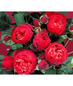 Edelrosen-Mix 'Nostalgie®' -Eleganter Garten 7800063 BildD 007 EdelrosenNostalgieMixNostalgieRosenTantauRet